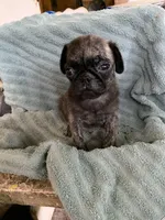 Reeses, a male Pug for sale in Schulenburg, TX – Photo 8 of 10