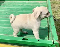 Kai, a male Pug for sale in Schulenburg, TX – Photo 7 of 10