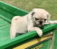 Kai, a male Pug for sale in Schulenburg, TX – Photo 5 of 10