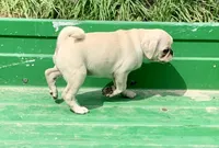 Kai, a male Pug for sale in Schulenburg, TX – Photo 4 of 10