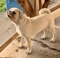 Kai, a male Pug for sale in Schulenburg, TX – Photo 1 of 10