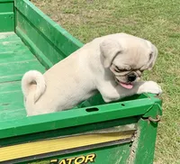 Kai, a male Pug for sale in Schulenburg, TX – Photo 10 of 10