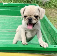 Kai, a male Pug for sale in Schulenburg, TX – Photo 3 of 10