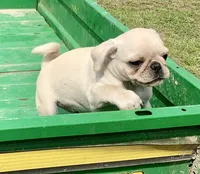 Kai, a male Pug for sale in Schulenburg, TX – Photo 6 of 10