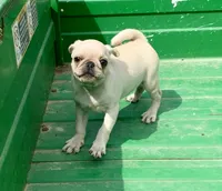 Kai, a male Pug for sale in Schulenburg, TX – Photo 8 of 10