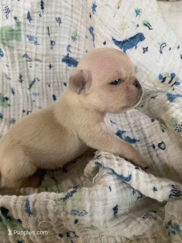 Mia – Pug puppy for sale in Schulenburg, TX
