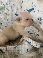 Mia, a female Pug for sale in Schulenburg, TX – 1 of 5