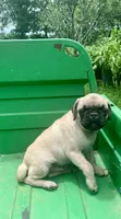 Cringle, a male Pug for sale in Schulenburg, TX – 10 of 10
