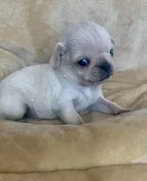 Winter, a female Pug for sale in Schulenburg, TX – Photo 8 of 10