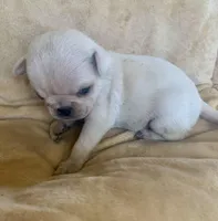 Winter, a female Pug for sale in Schulenburg, TX – Photo 1 of 10