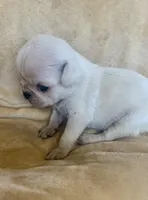 Winter, a female Pug for sale in Schulenburg, TX – Photo 6 of 10