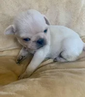 Winter, a female Pug for sale in Schulenburg, TX – Photo 9 of 10