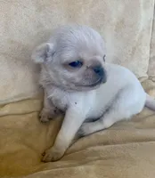 Winter, a female Pug for sale in Schulenburg, TX – Photo 10 of 10