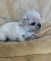 Winter, a female Pug for sale in Schulenburg, TX – Photo 7 of 10