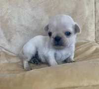 Winter, a female Pug for sale in Schulenburg, TX – Photo 4 of 10