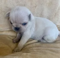 Winter, a female Pug for sale in Schulenburg, TX – Photo 2 of 10