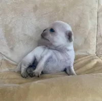 Winter, a female Pug for sale in Schulenburg, TX – Photo 5 of 10