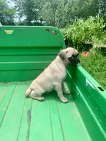 Cringle, a male Pug for sale in Schulenburg, TX – 5 of 10