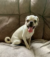 Ace, a male Pug for sale in Schulenburg, TX – 9 of 10