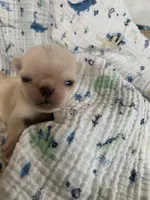Boo, a male Pug for sale in Schulenburg, TX – 5 of 7