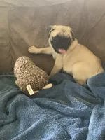 Cringle, a male Pug for sale in Schulenburg, TX – 7 of 10
