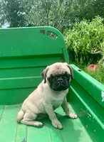 Cringle, a male Pug for sale in Schulenburg, TX – 2 of 10
