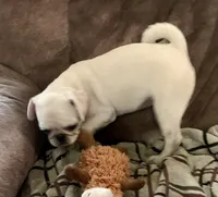 Tiggy, a female Pug for sale in Schulenburg, TX – Photo 5 of 10