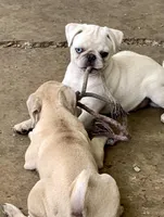 Tiggy, a female Pug for sale in Schulenburg, TX – Photo 1 of 10