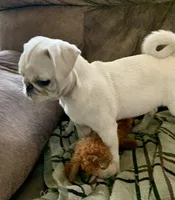 Tiggy, a female Pug for sale in Schulenburg, TX – Photo 10 of 10