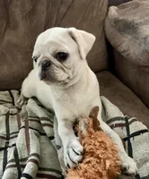 Tiggy, a female Pug for sale in Schulenburg, TX – Photo 9 of 10