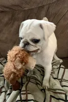 Tiggy, a female Pug for sale in Schulenburg, TX – Photo 3 of 10