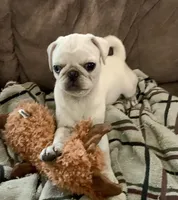 Tiggy, a female Pug for sale in Schulenburg, TX – Photo 2 of 10