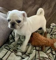 Tiggy, a female Pug for sale in Schulenburg, TX – Photo 6 of 10