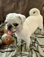 Tiggy, a female Pug for sale in Schulenburg, TX – Photo 8 of 10