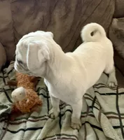 Tiggy, a female Pug for sale in Schulenburg, TX – Photo 4 of 10