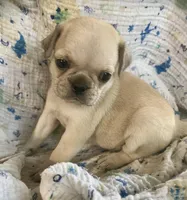 Poppy, a male Pug for sale in Schulenburg, TX – Photo 8 of 10