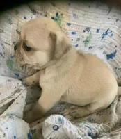 Poppy, a male Pug for sale in Schulenburg, TX – Photo 4 of 10