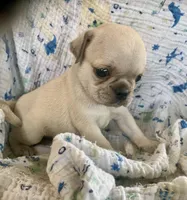 Poppy, a male Pug for sale in Schulenburg, TX – Photo 6 of 10