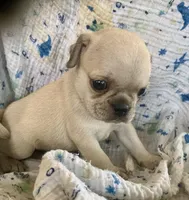 Poppy, a male Pug for sale in Schulenburg, TX – Photo 7 of 10