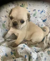 Poppy, a male Pug for sale in Schulenburg, TX – Photo 2 of 10