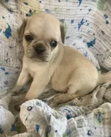 Poppy, a male Pug for sale in Schulenburg, TX – Photo 1 of 10