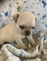 Poppy, a male Pug for sale in Schulenburg, TX – Photo 3 of 10