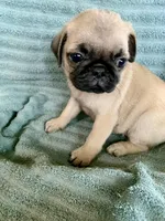 Kat, a female Pug for sale in Schulenburg, TX – Photo 2 of 10