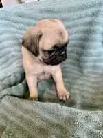 Kat, a female Pug for sale in Schulenburg, TX – Photo 3 of 10