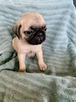 Kat, a female Pug for sale in Schulenburg, TX – Photo 4 of 10