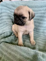 Kat, a female Pug for sale in Schulenburg, TX – Photo 10 of 10