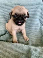 Kat, a female Pug for sale in Schulenburg, TX – Photo 5 of 10