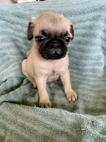 Kat, a female Pug for sale in Schulenburg, TX – Photo 6 of 10