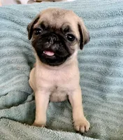 Kat, a female Pug for sale in Schulenburg, TX – Photo 1 of 10