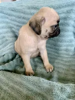 Kat, a female Pug for sale in Schulenburg, TX – Photo 7 of 10